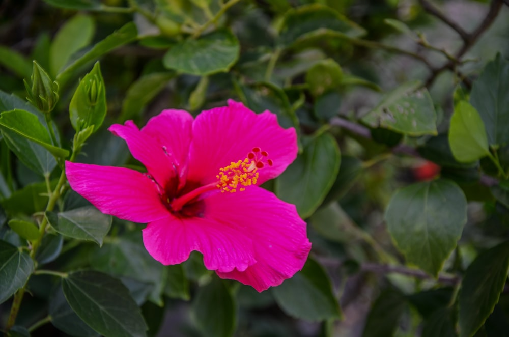 pink flower in tilt shift lens