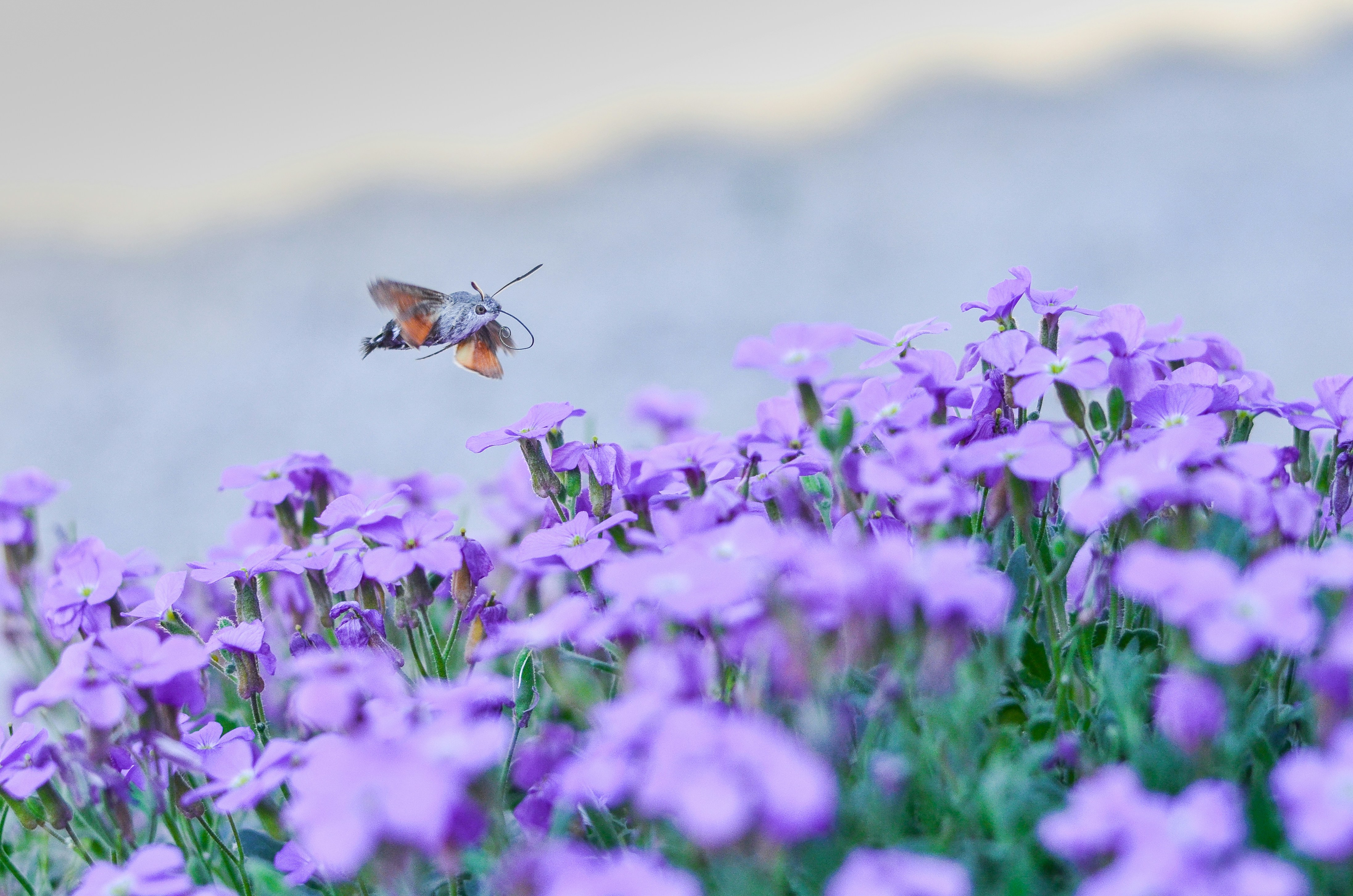 Photo by 96flp