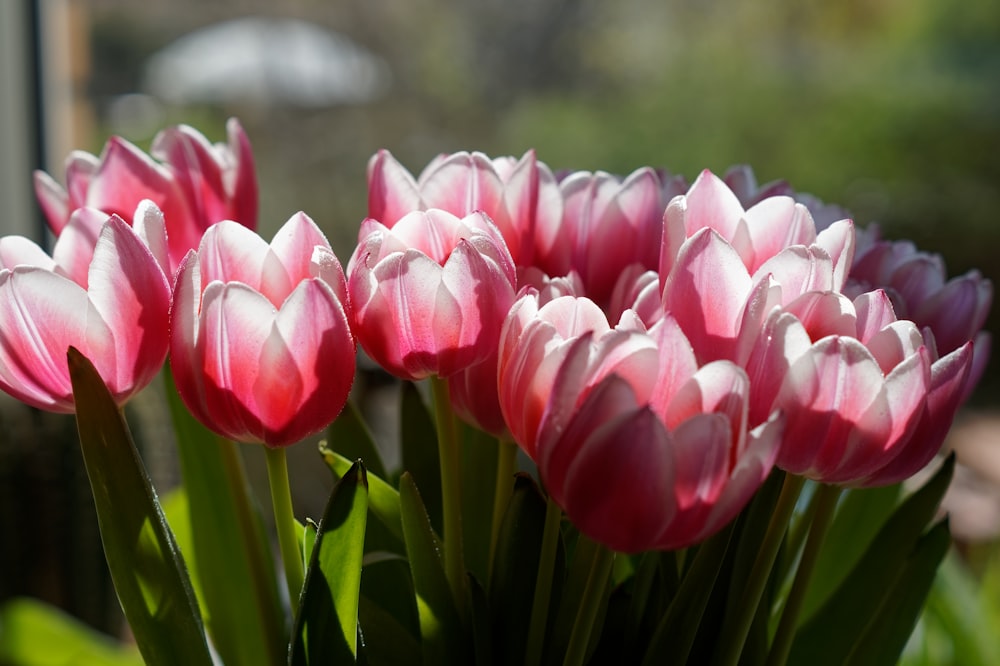pink and white tulips in bloom during daytime