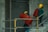 Two construction workers are carrying large red rolls of material up a concrete staircase. Both are wearing safety gear including yellow helmets. The setting appears to be within a building under construction, with concrete walls and metal railings visible.