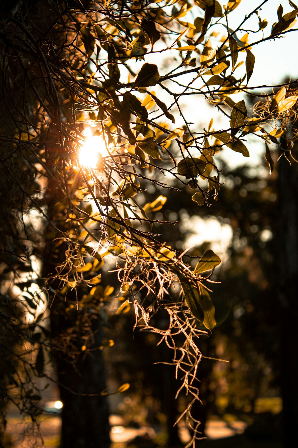 sun behind brown tree branch