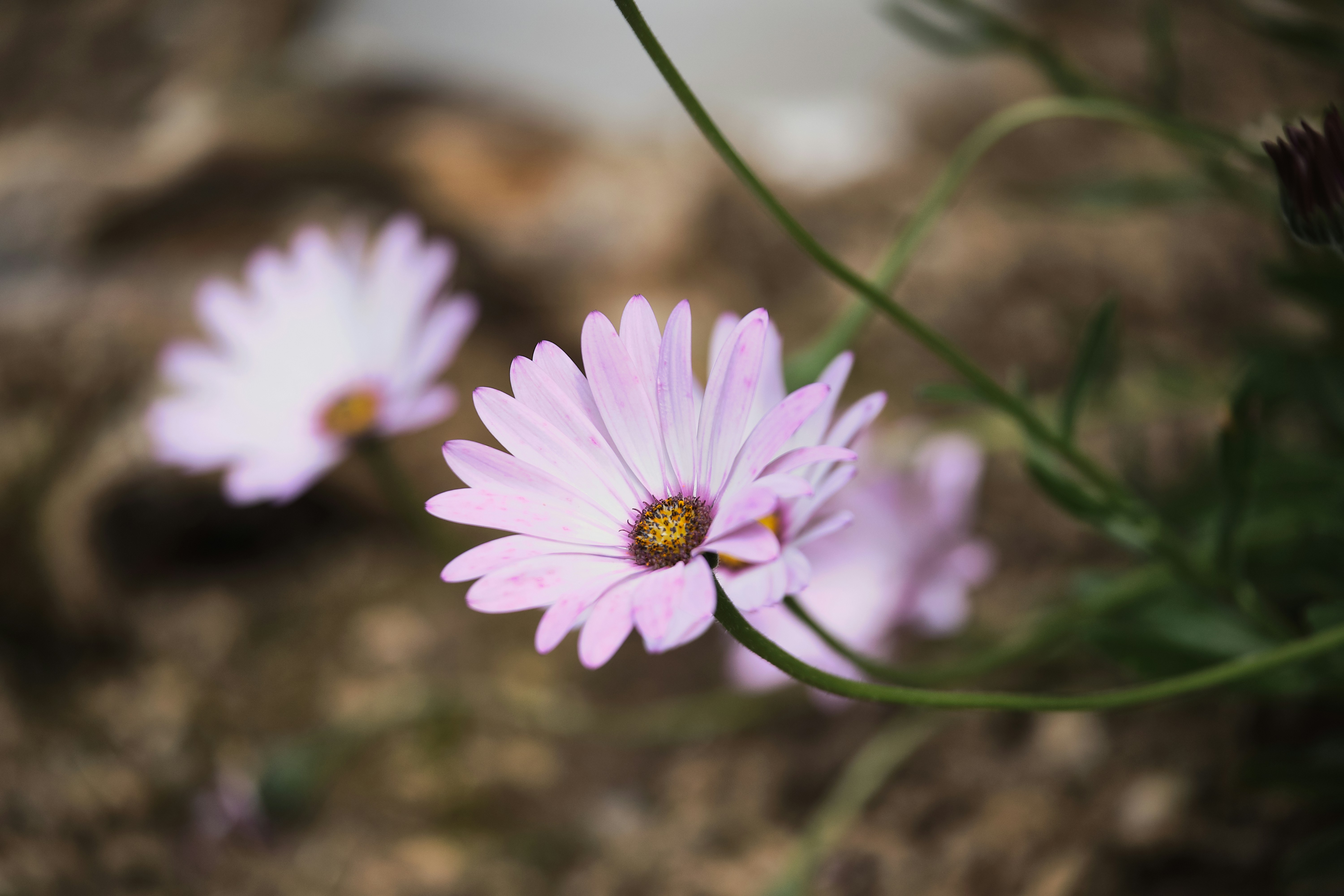 Photo by mentalmoorse