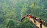 people walking on hanging bridge during daytime
