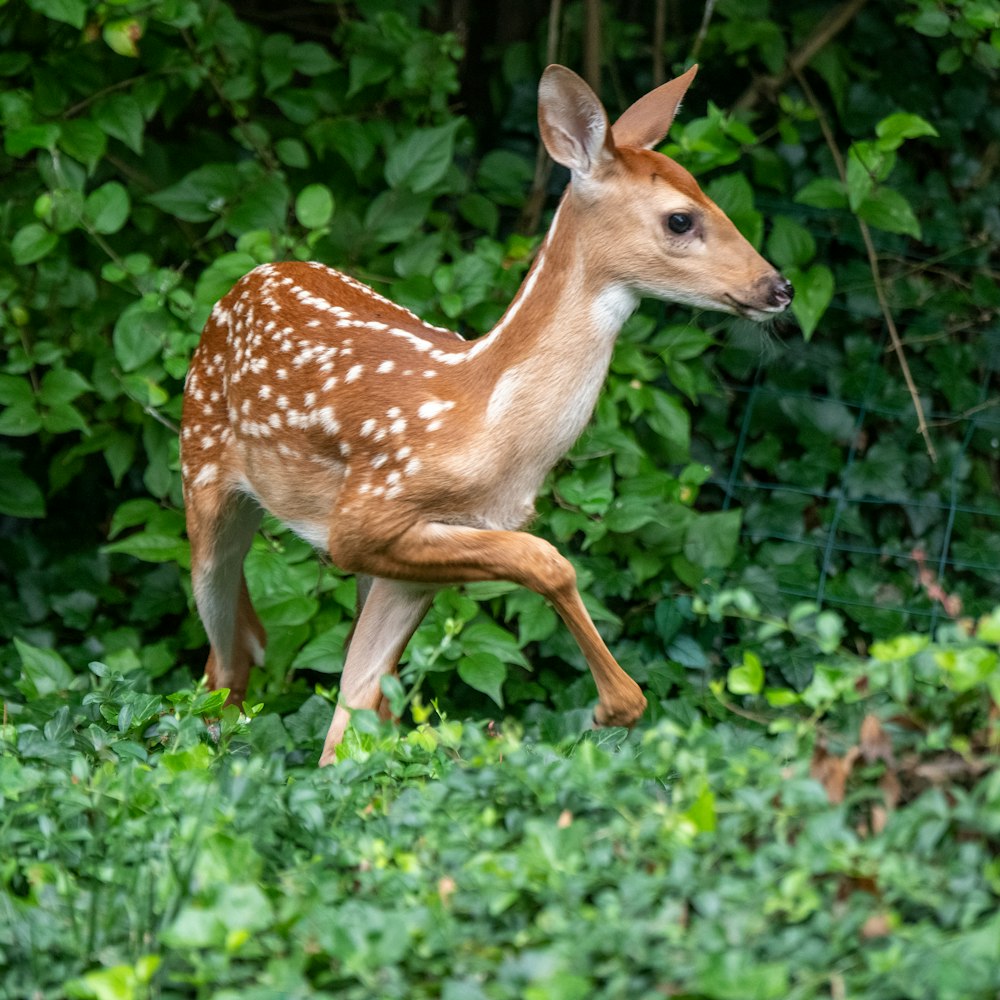 brown and white spotted deer on green grass during daytime