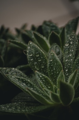 green plant with water droplets