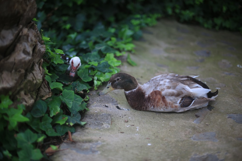 brown duck on water near green leaves