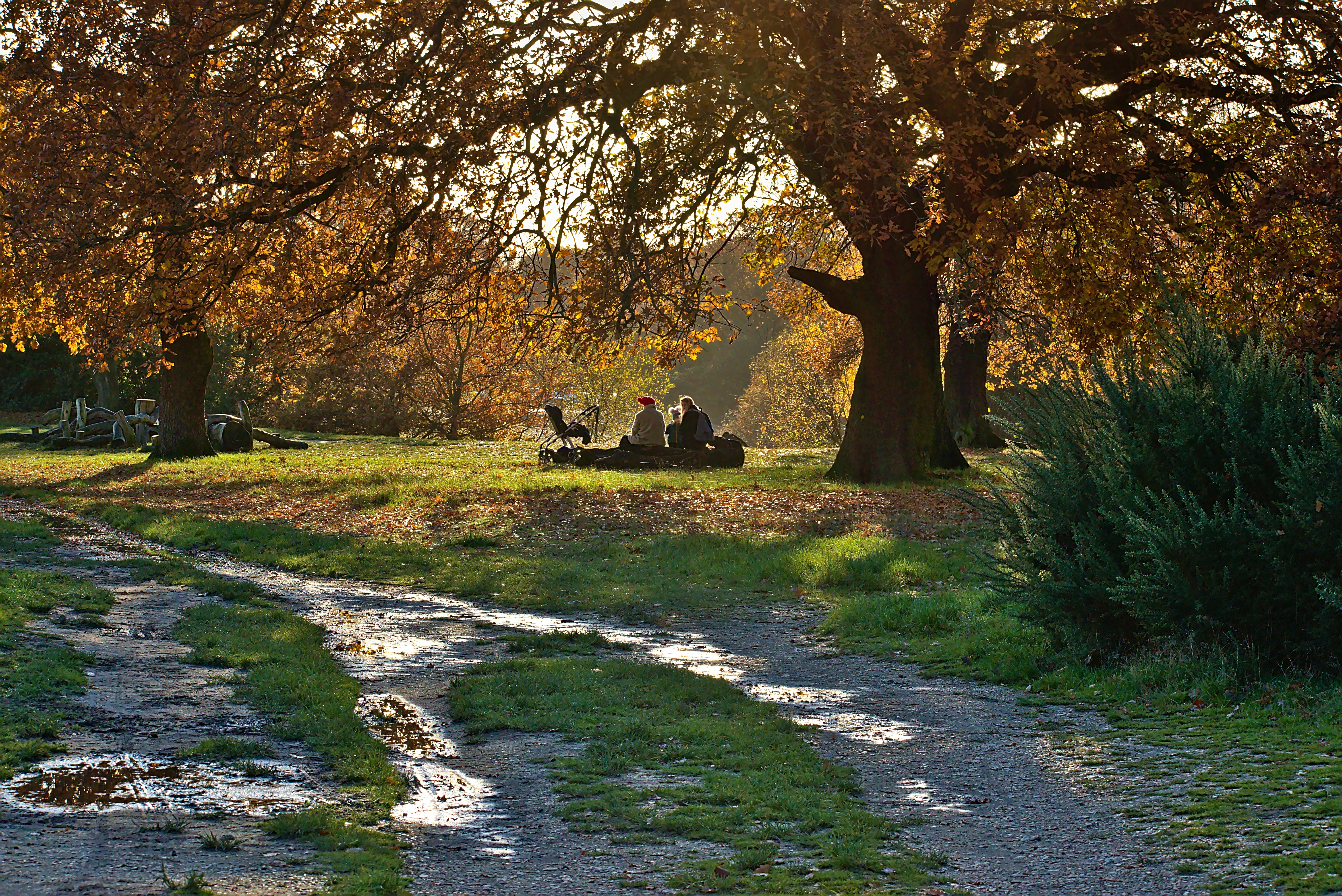 2 person sitting on bench under tree during daytime