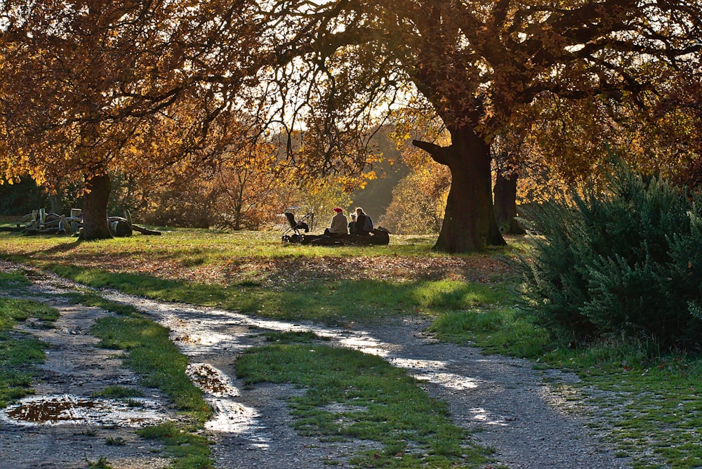 2 person sitting on bench under tree during daytime