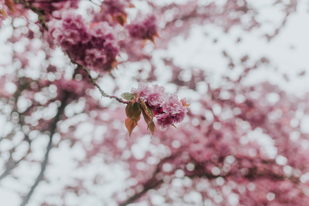 pink flowers in tilt shift lens