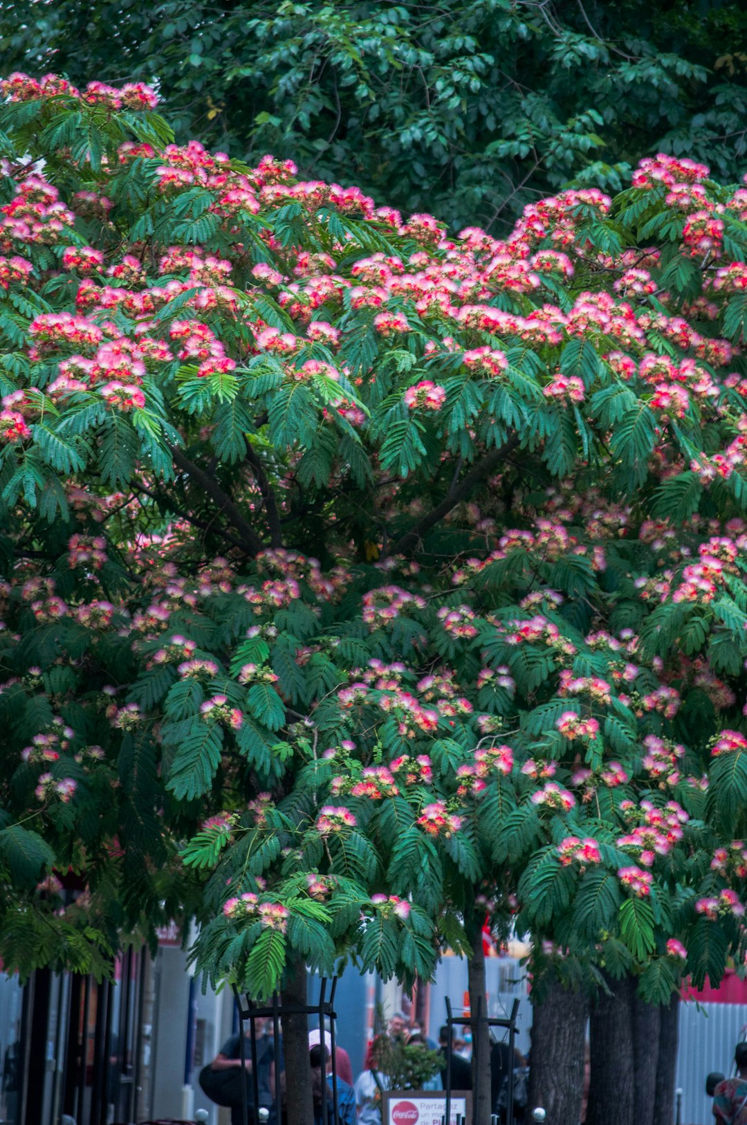 red flowers with green leaves