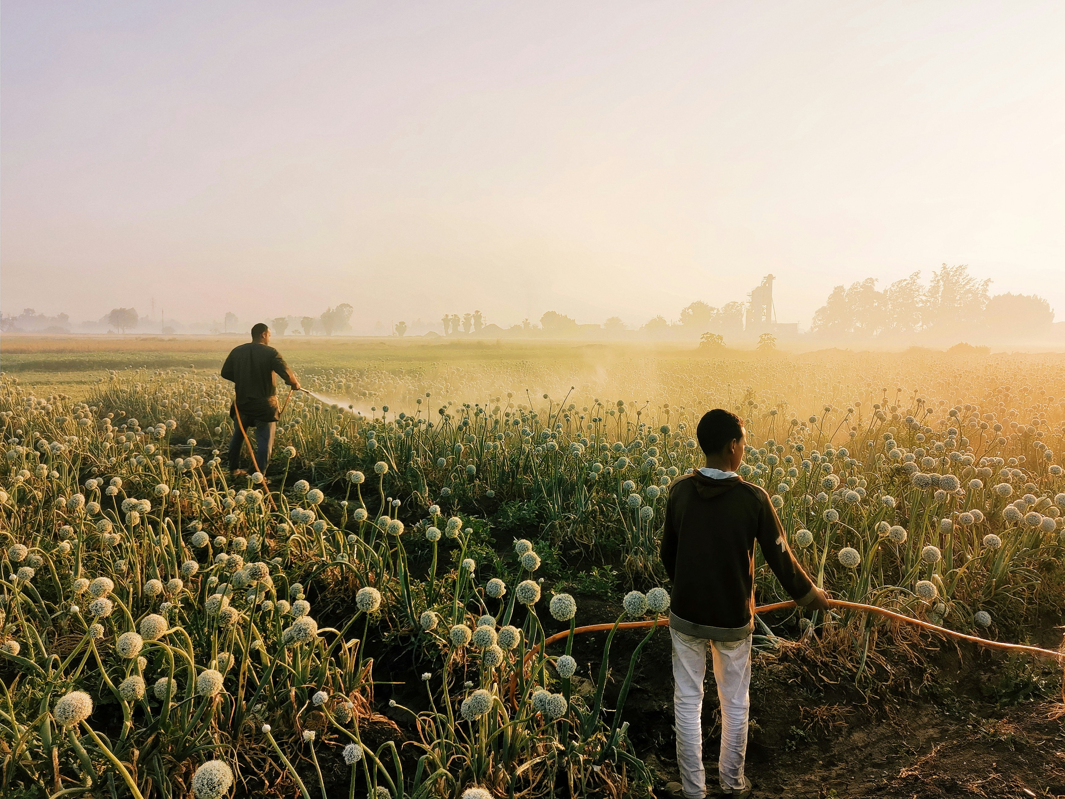 Urban Farming in Morocco: How Cities are Transforming Food Production