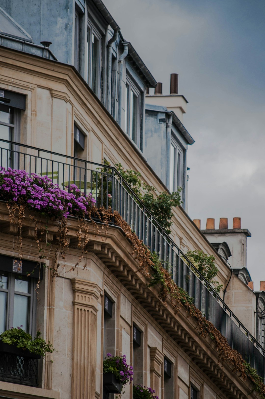 purple flowers on white concrete building