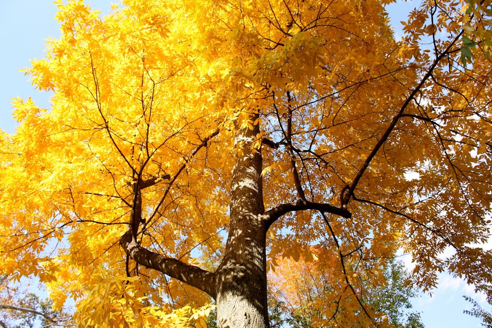yellow and brown tree during daytime