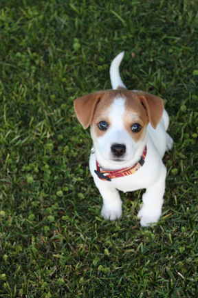 Close-up of a happy dog wearing a colorful collar, sitting on green grass.
