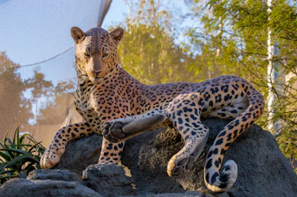 A leopard is reclining on a large rock, surrounded by some greenery. The sun is casting warm light on its coat, highlighting the intricate pattern of its spots. The background includes a mesh enclosure and blurred foliage.