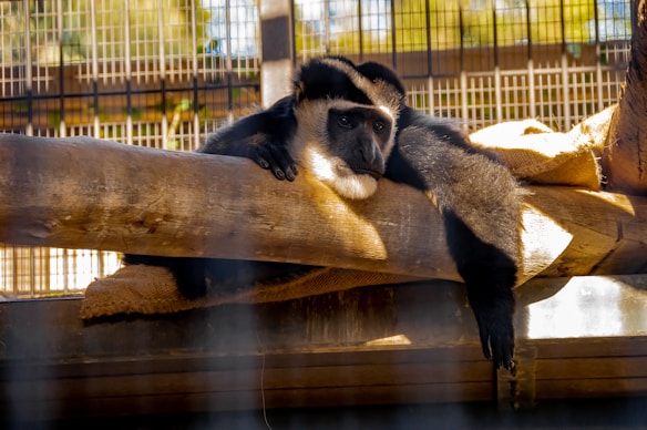 A gibbon is lying on a large wooden log inside an enclosure. It appears relaxed with its limbs draped over the log and gazes into the distance. The background shows metal bars and a partially visible environment with warm sunlight casting shadows across the scene.