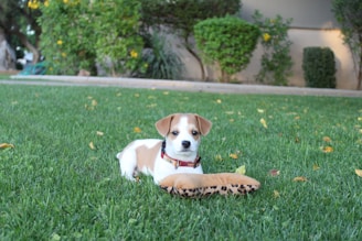 A small puppy with a white and brown coat lies on a lush green lawn. The puppy has a red collar and is playing with a plush toy shaped like a bone covered in a leopard print pattern. In the background, there are neatly trimmed bushes and a few scattered yellow flowers.