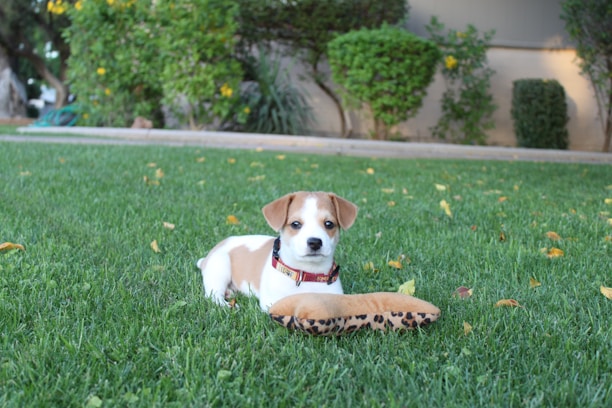 A small puppy with a white and brown coat lies on a lush green lawn. The puppy has a red collar and is playing with a plush toy shaped like a bone covered in a leopard print pattern. In the background, there are neatly trimmed bushes and a few scattered yellow flowers.