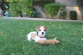 A small puppy with a white and brown coat lies on a lush green lawn. The puppy has a red collar and is playing with a plush toy shaped like a bone covered in a leopard print pattern. In the background, there are neatly trimmed bushes and a few scattered yellow flowers.