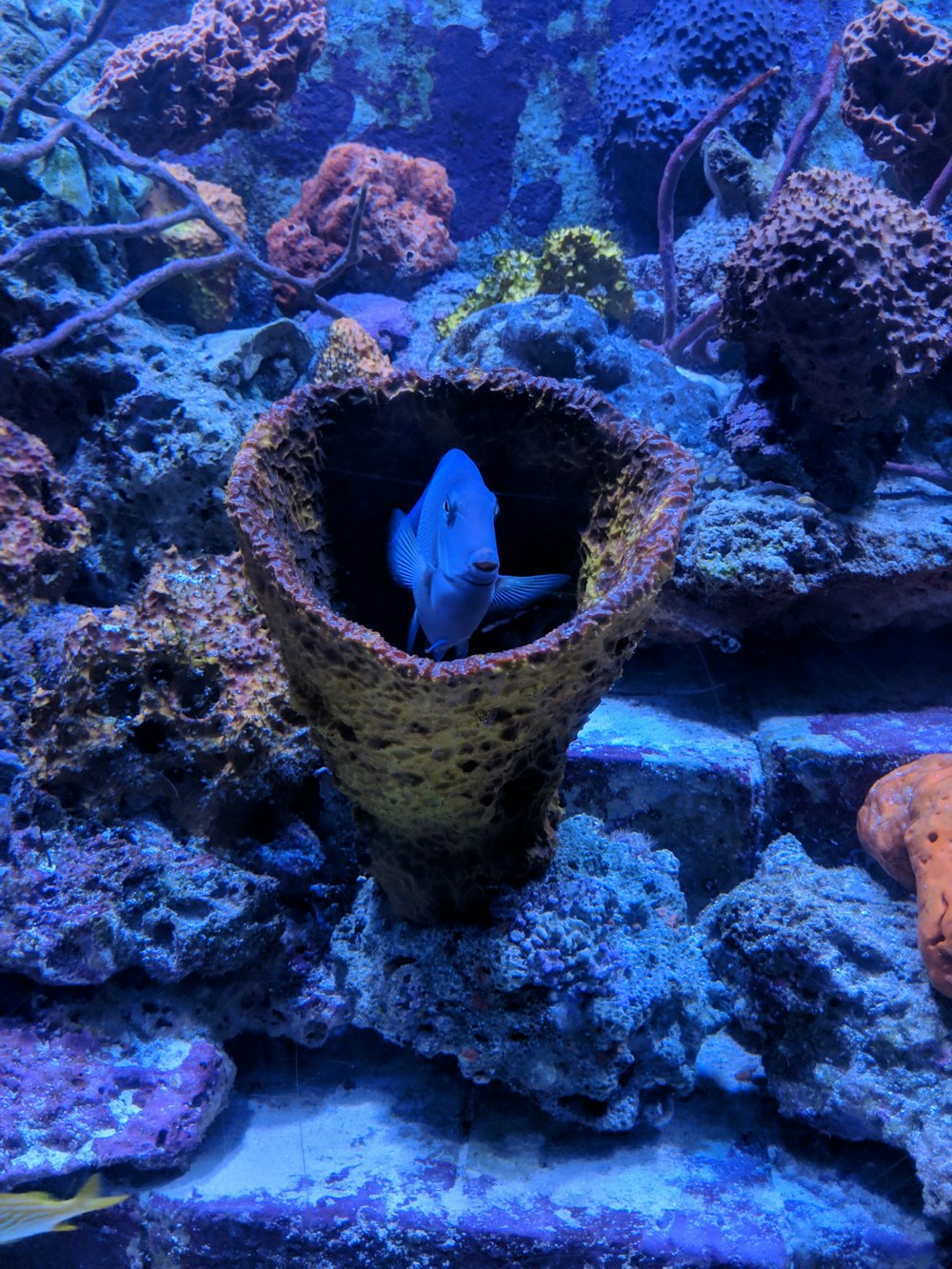 a blue and white fish in a coral reef