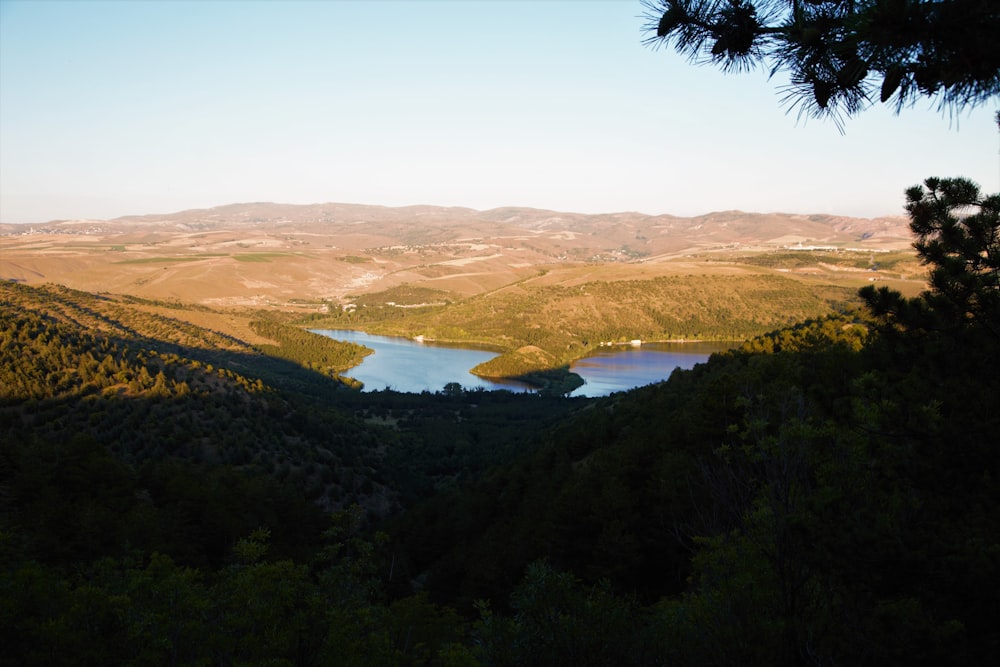 green trees near lake during daytime