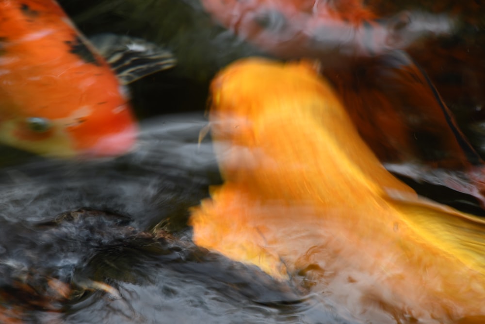 orange and white koi fish on water