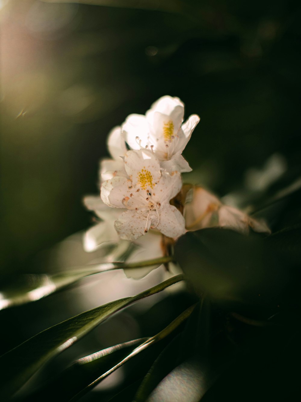 white flowers in tilt shift lens