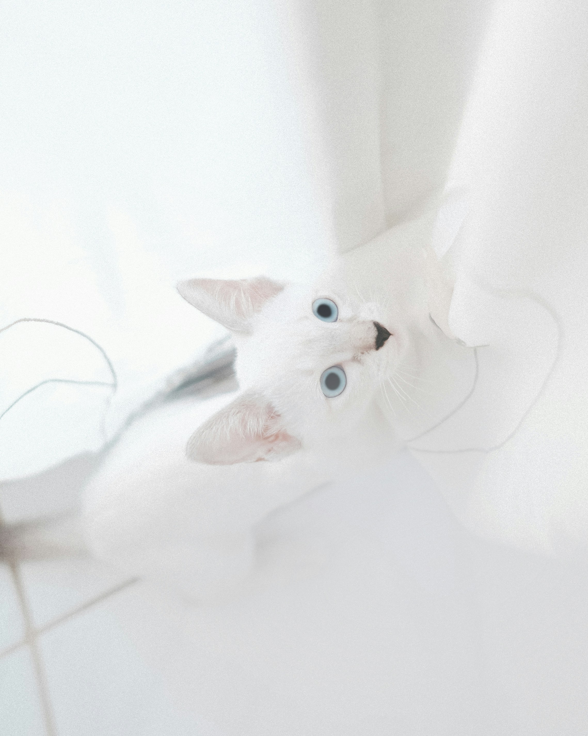 Celebrating Feline Mystery (image credits: unsplash)