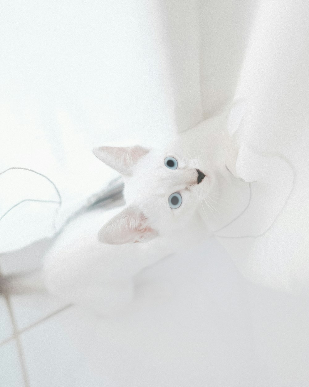 white cat on white textile