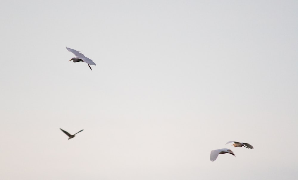 white birds flying during daytime