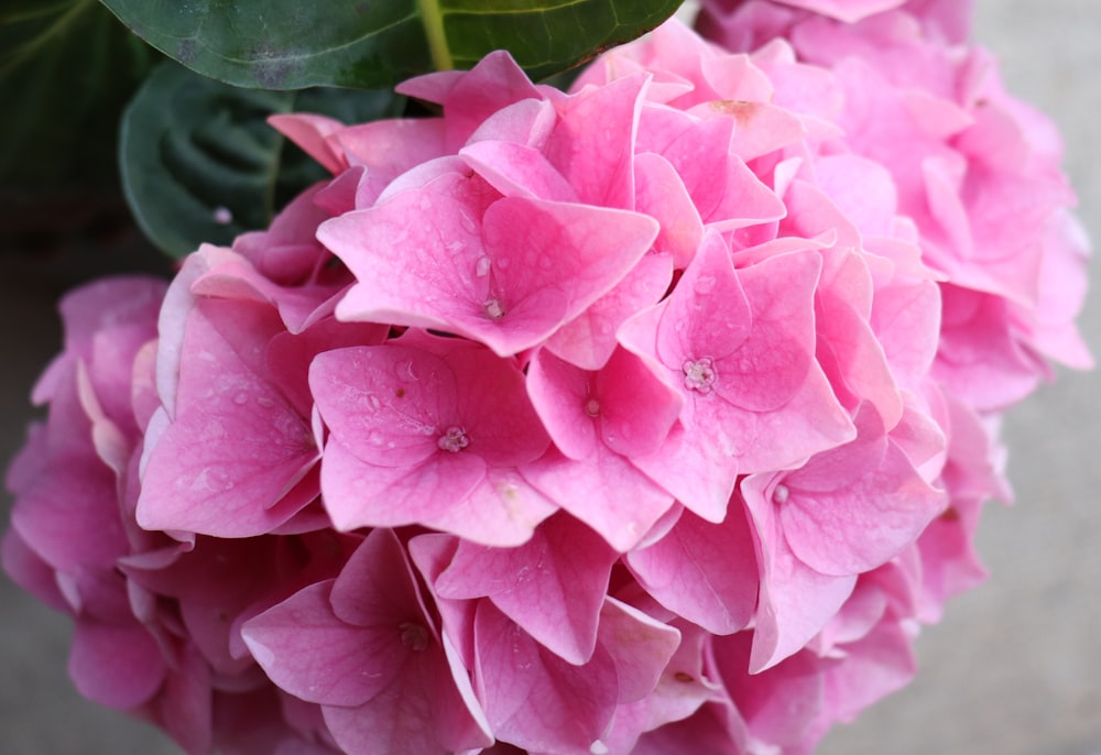 pink flower in macro lens