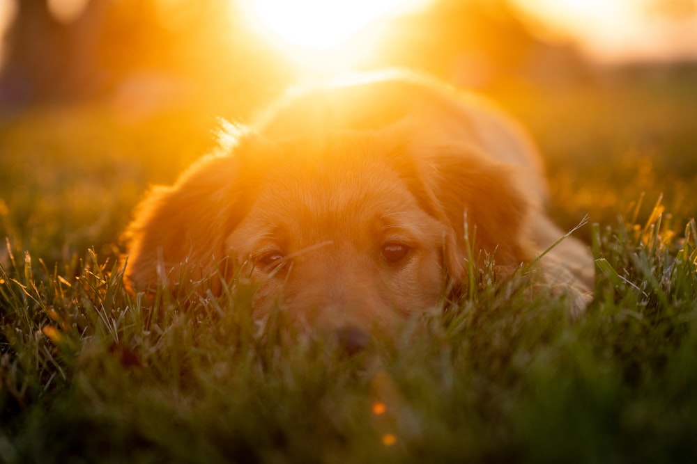 Cucciolo di golden retriever sdraiato sull'erba verde durante il giorno