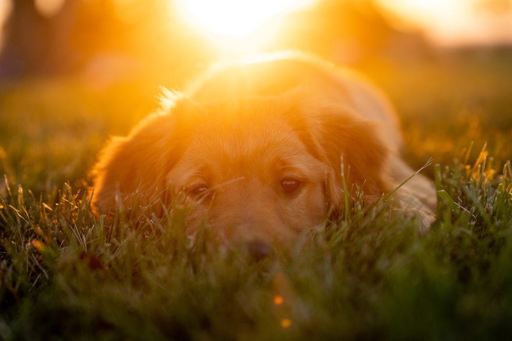 golden retriever puppy lying on green grass during daytime