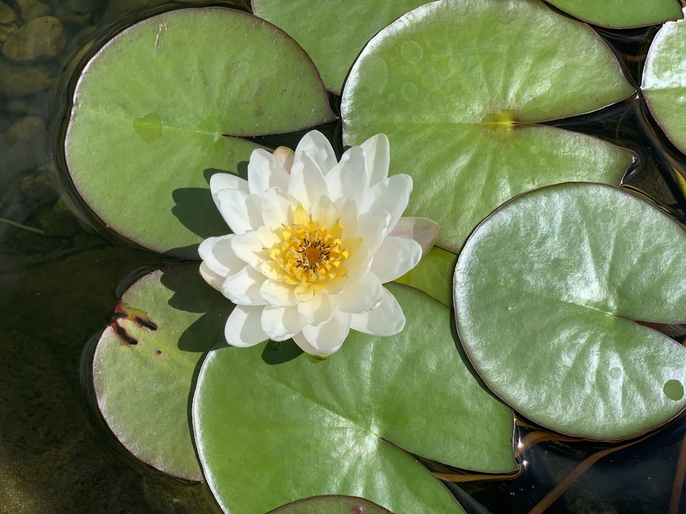 white and yellow flower on green leaves