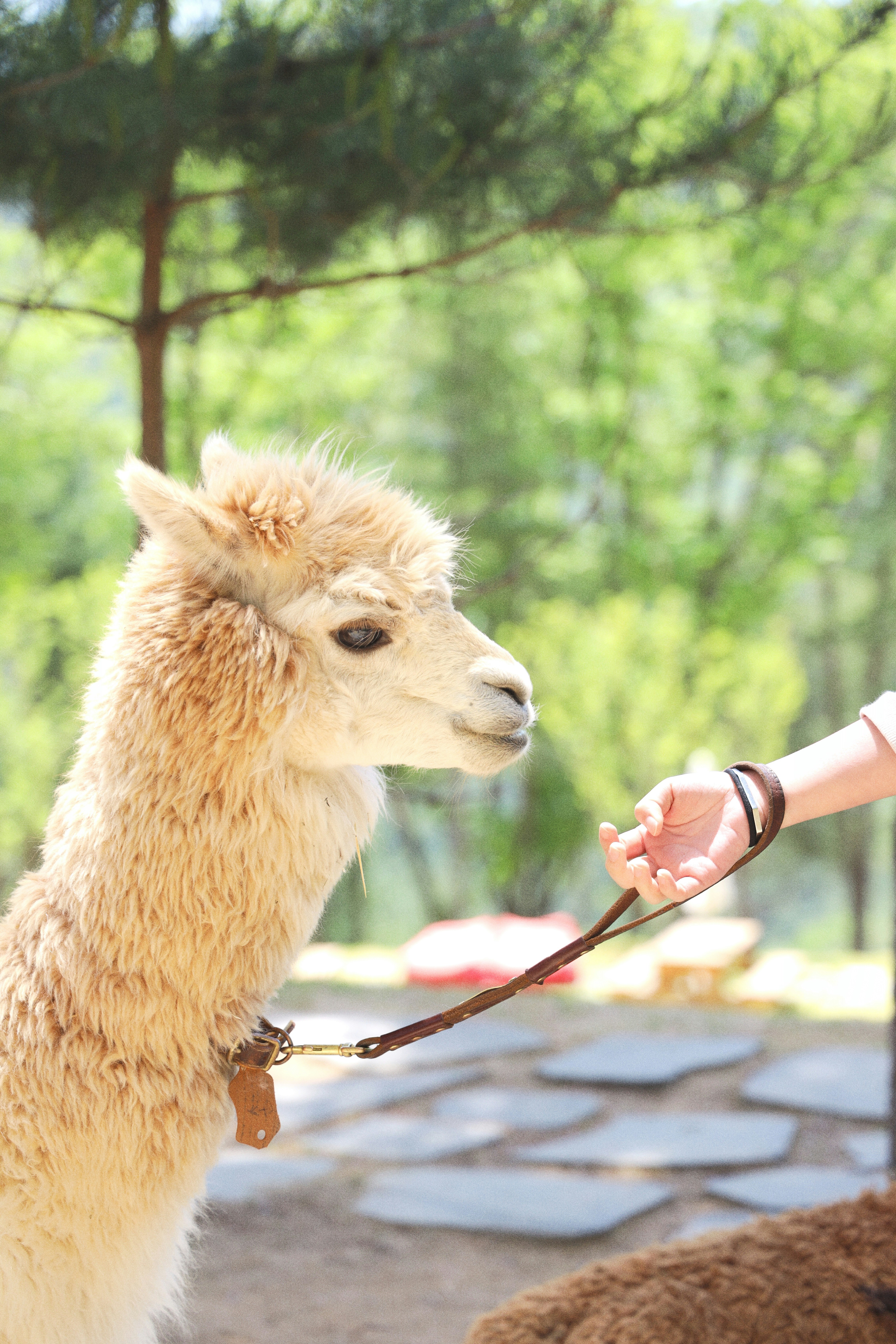 Braunes und weißes Lama tagsüber auf braunem Holzzaun