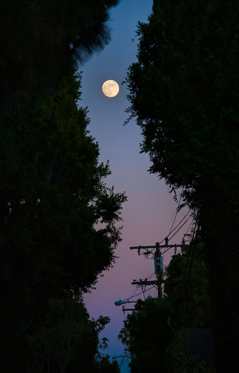 full moon over green trees