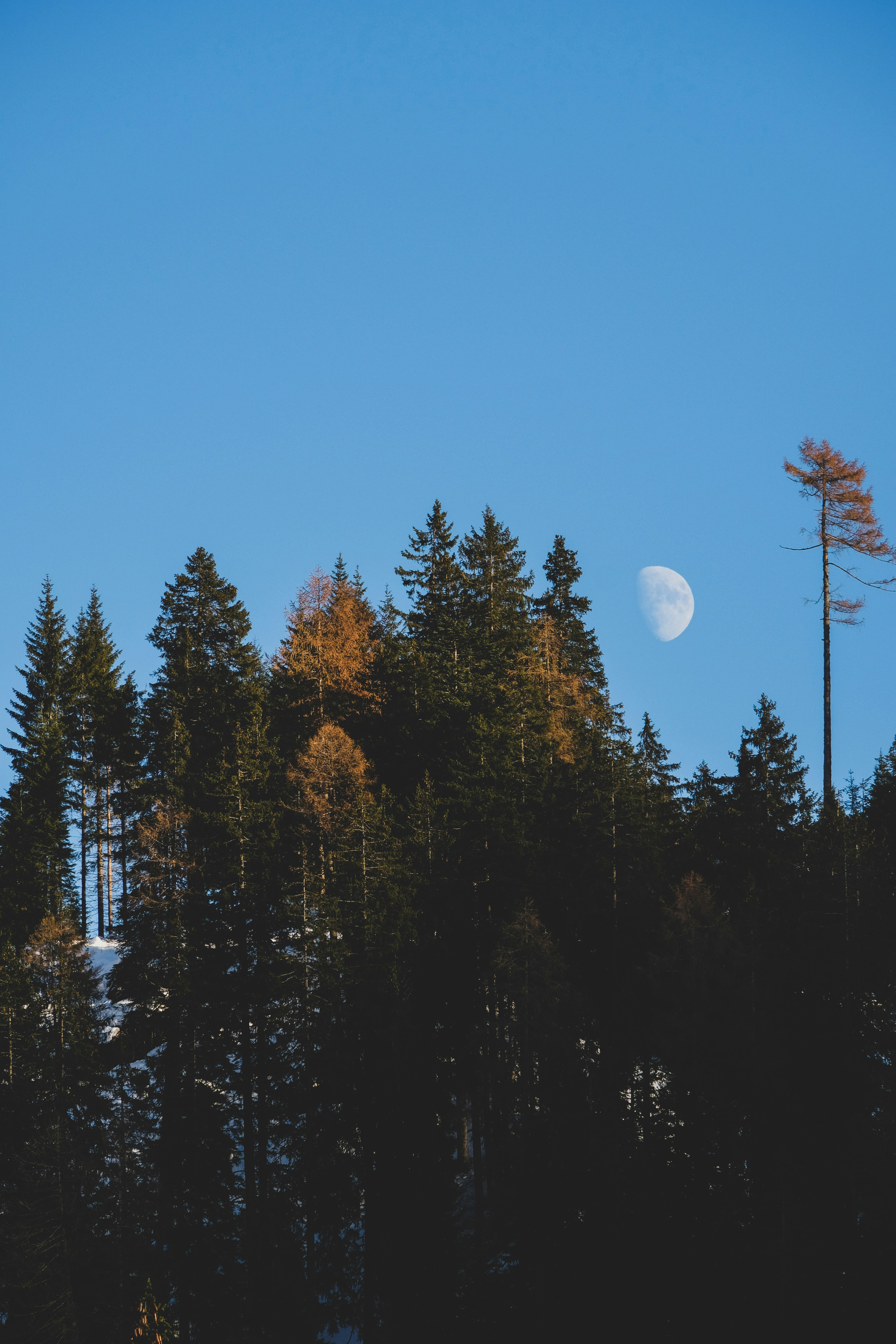 full moon over green trees