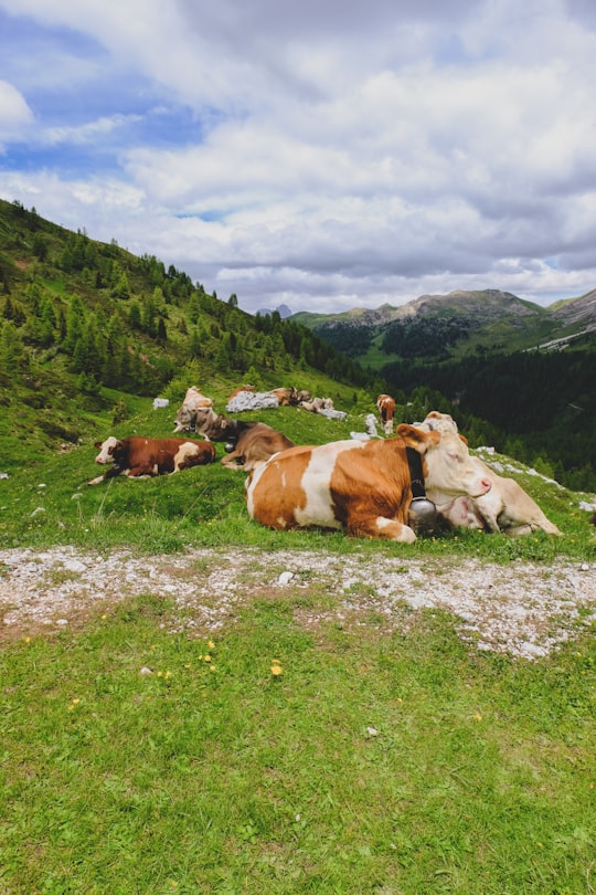 brown and white cow lying on green grass field during daytime in Trentino-Alto Adige Italy