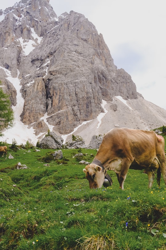 brown cow on green grass field near gray rocky mountain during daytime in Trentino-Alto Adige Italy