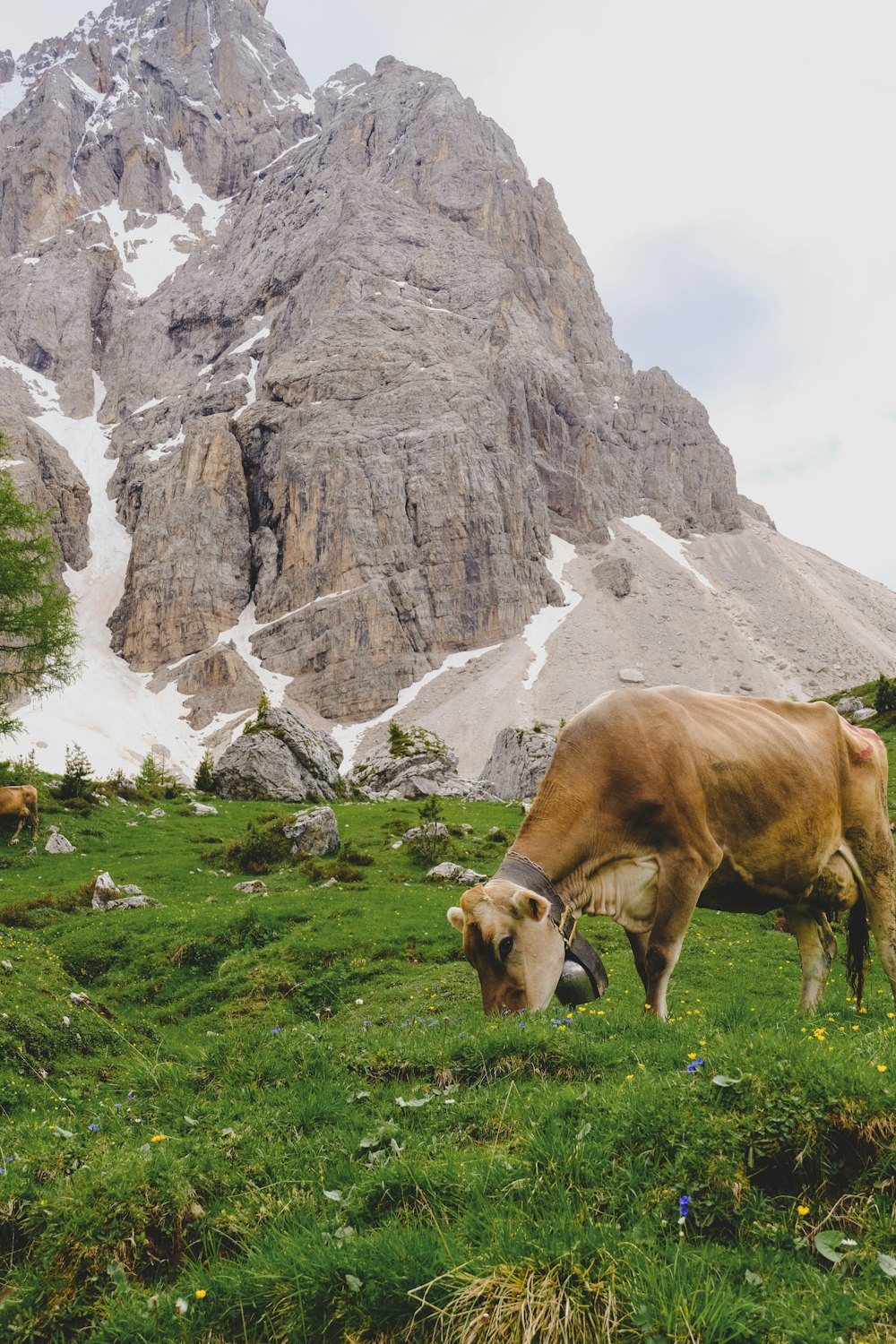 brown cow on green grass field near gray rocky mountain during daytime