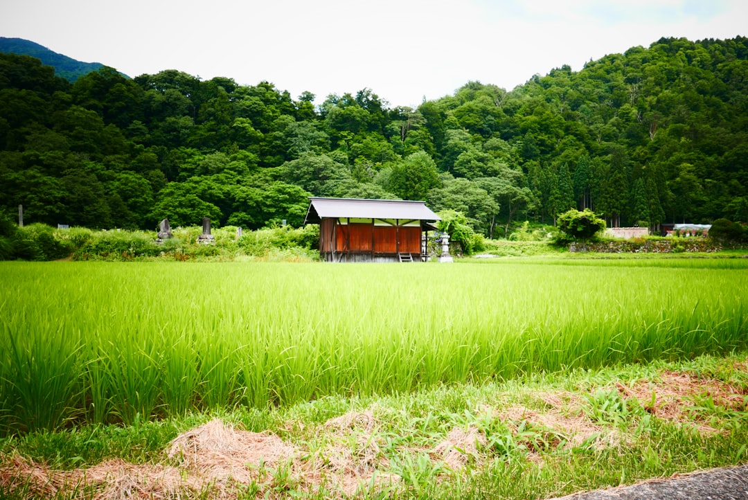 brown wooden house on green grass field during daytime