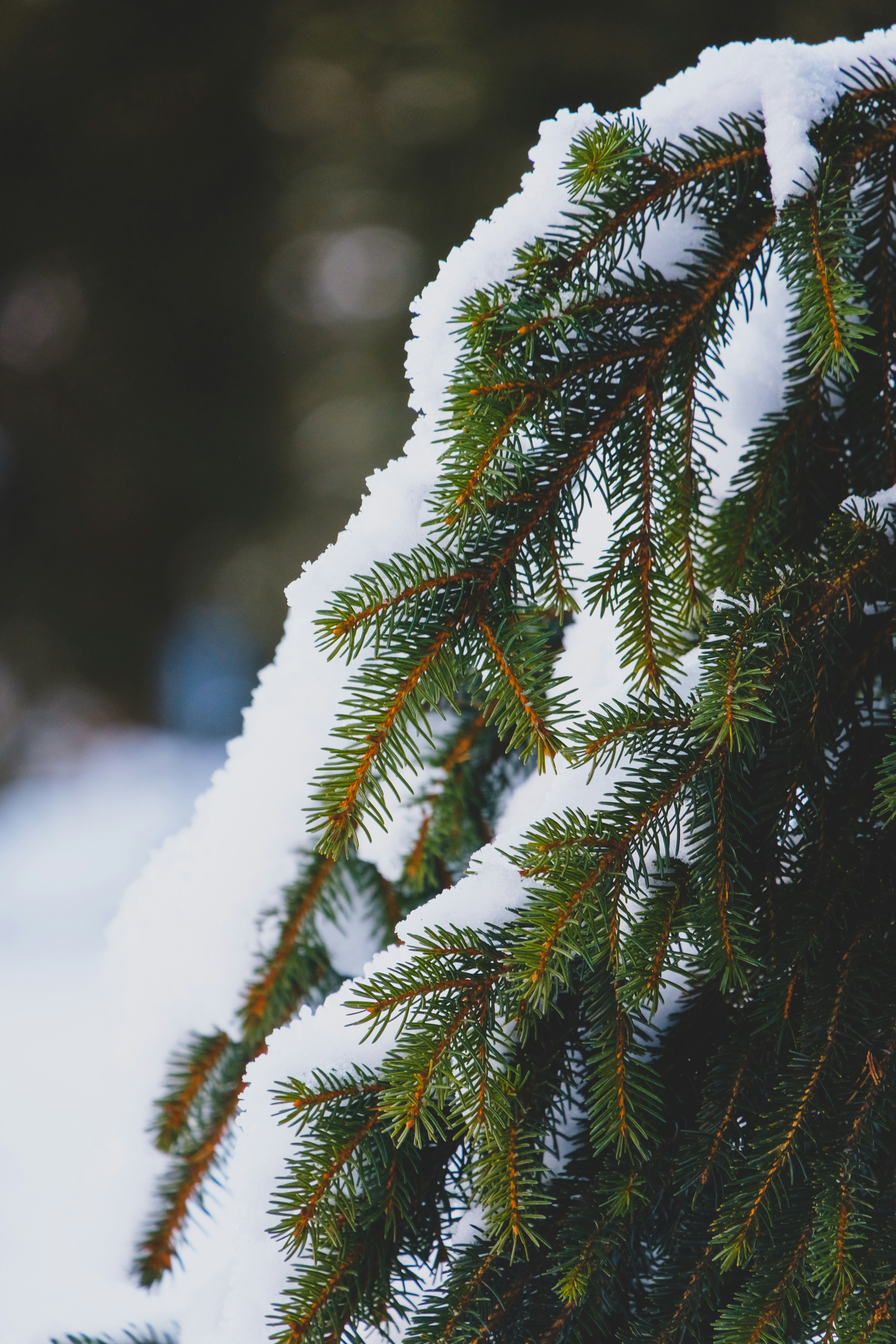 Photo by gretafarnedi