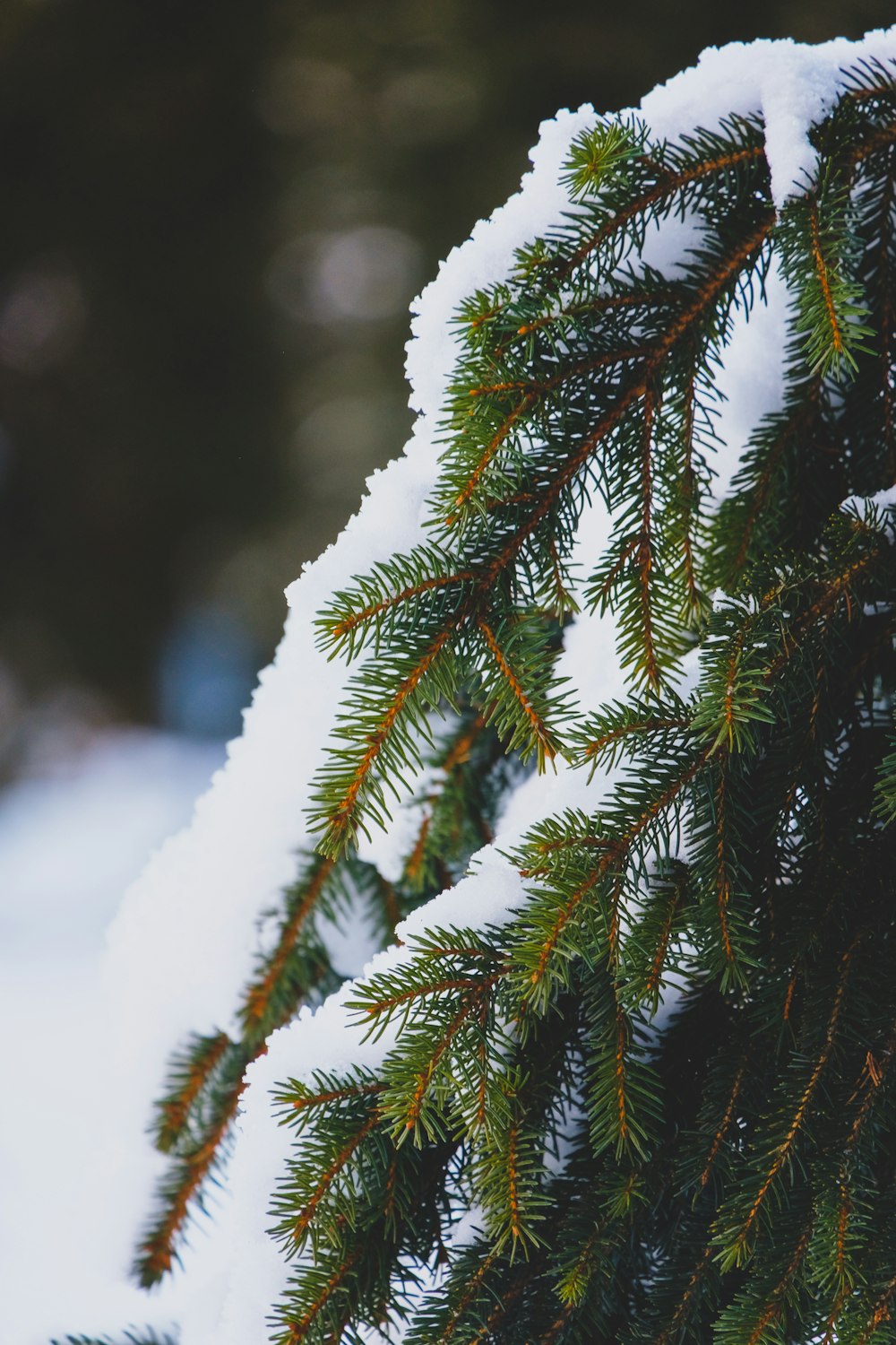 green pine tree covered with snow