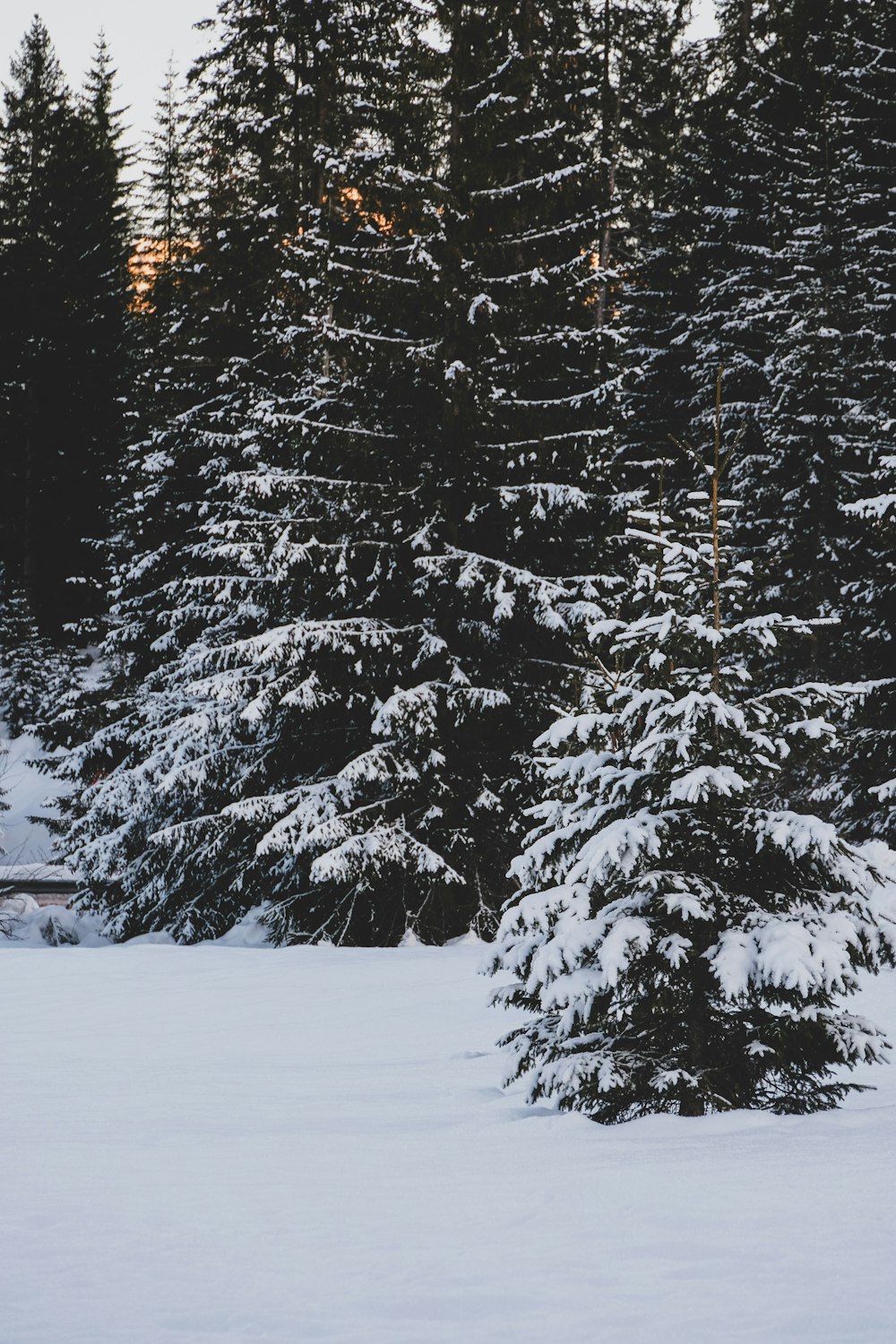 green pine trees covered with snow during daytime