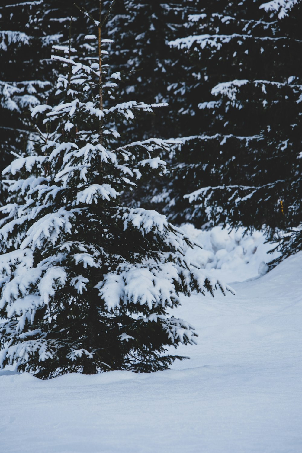 green pine tree covered with snow