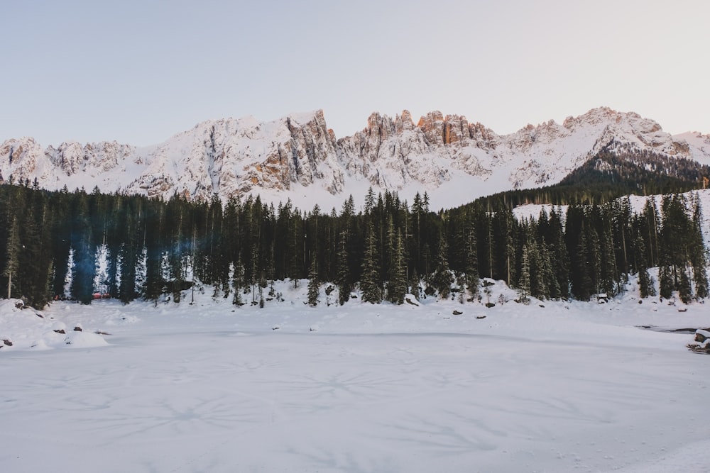 green pine trees on snow covered ground during daytime