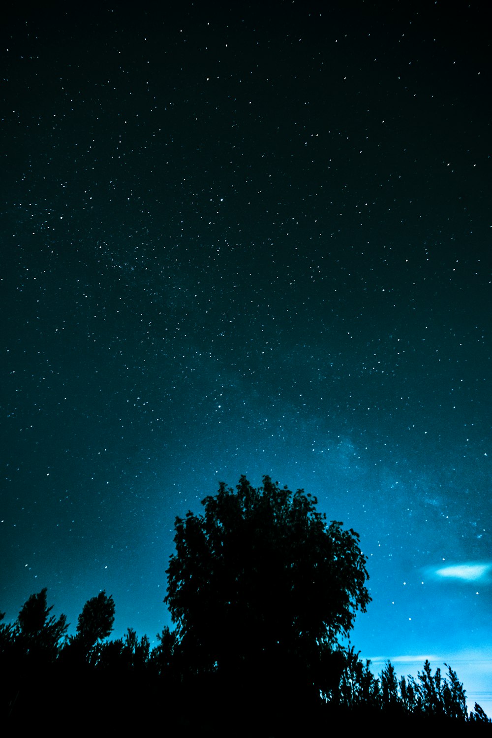 silhouette of trees under starry night