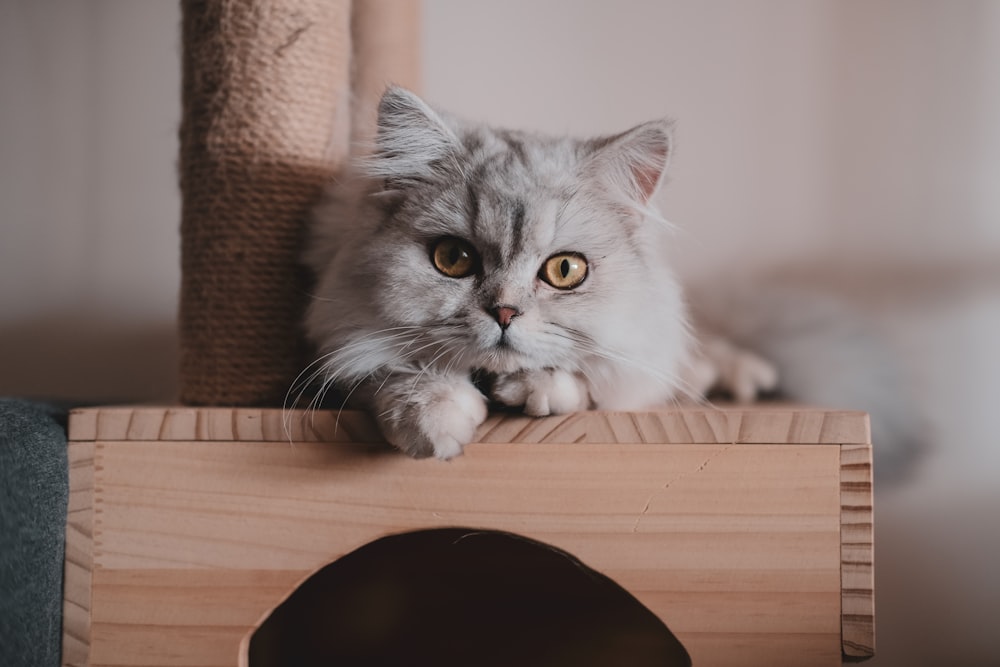 grey and white cat on brown wooden table