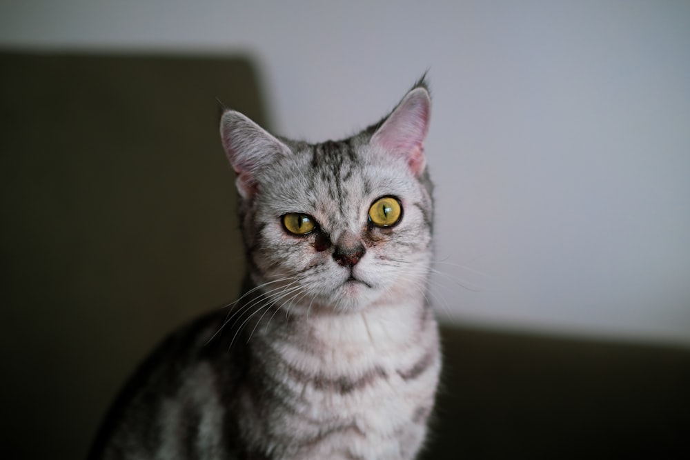 white and gray cat on brown wooden table