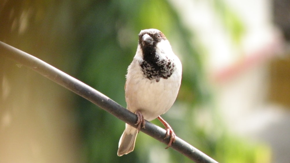 weißer und schwarzer Vogel tagsüber auf braunem Ast